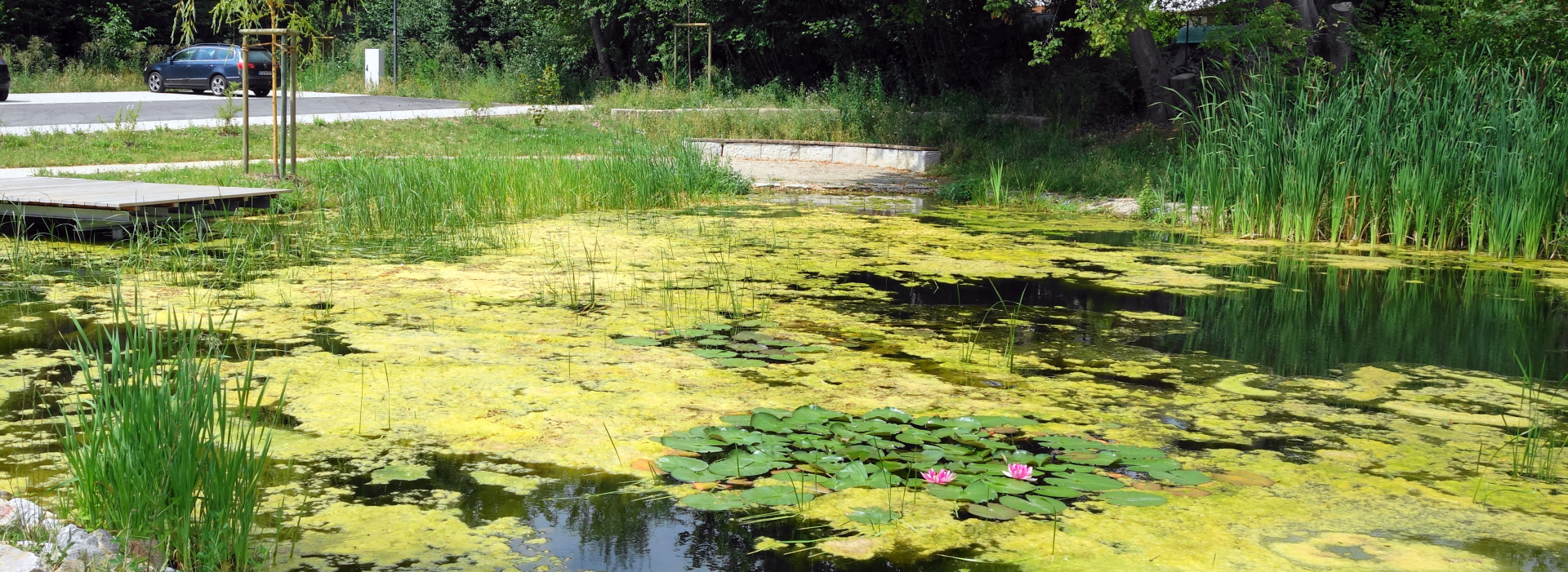 Dorfweiher in Emtmannsberg